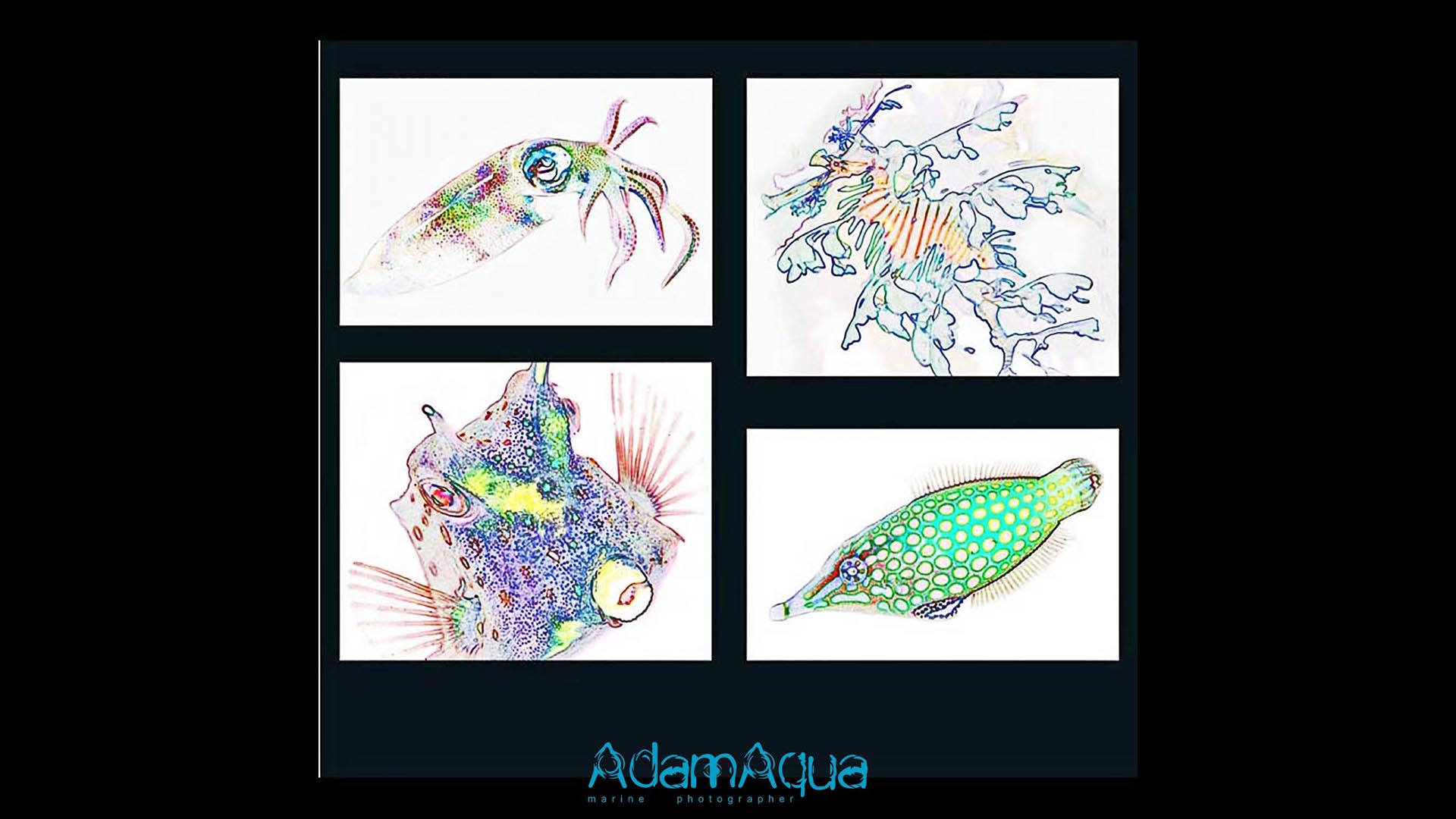 adamart.org Adam Aqua Marine Photographer