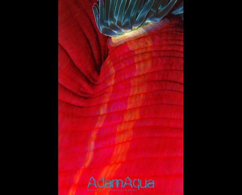 Anemone adamart.org Adam Aqua Marine Photographer