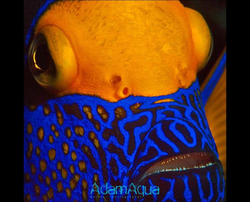 angelfish adamart.org Adam Aqua Marine Photographer
