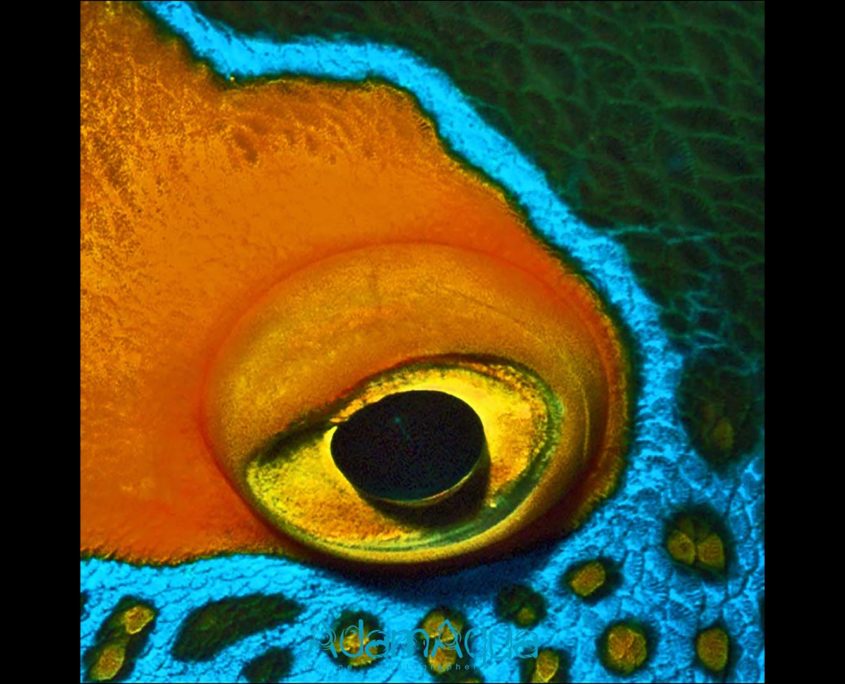 angelfish blueface adamart.org Adam Aqua Marine Photographer