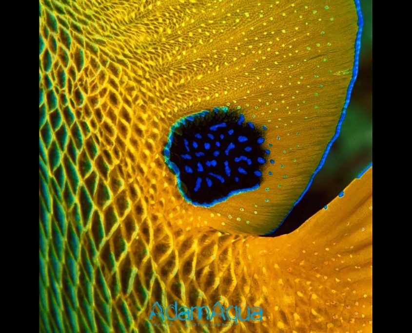 angelfish blueface adamart.org Adam Aqua Marine Photographer