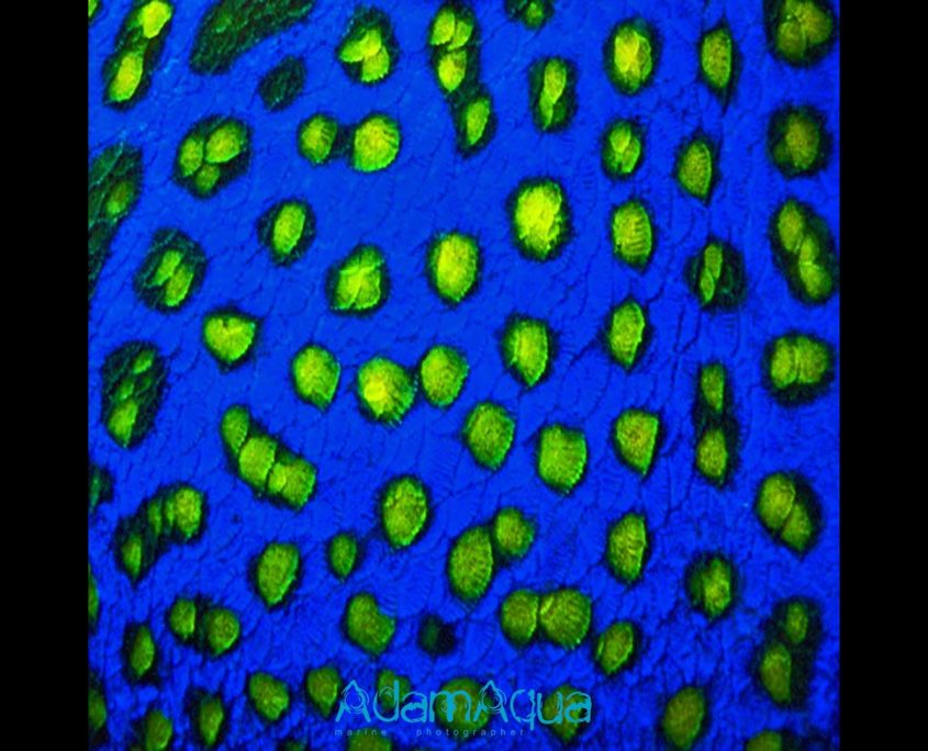 angelfish blueface adamart.org Adam Aqua Marine Photographer