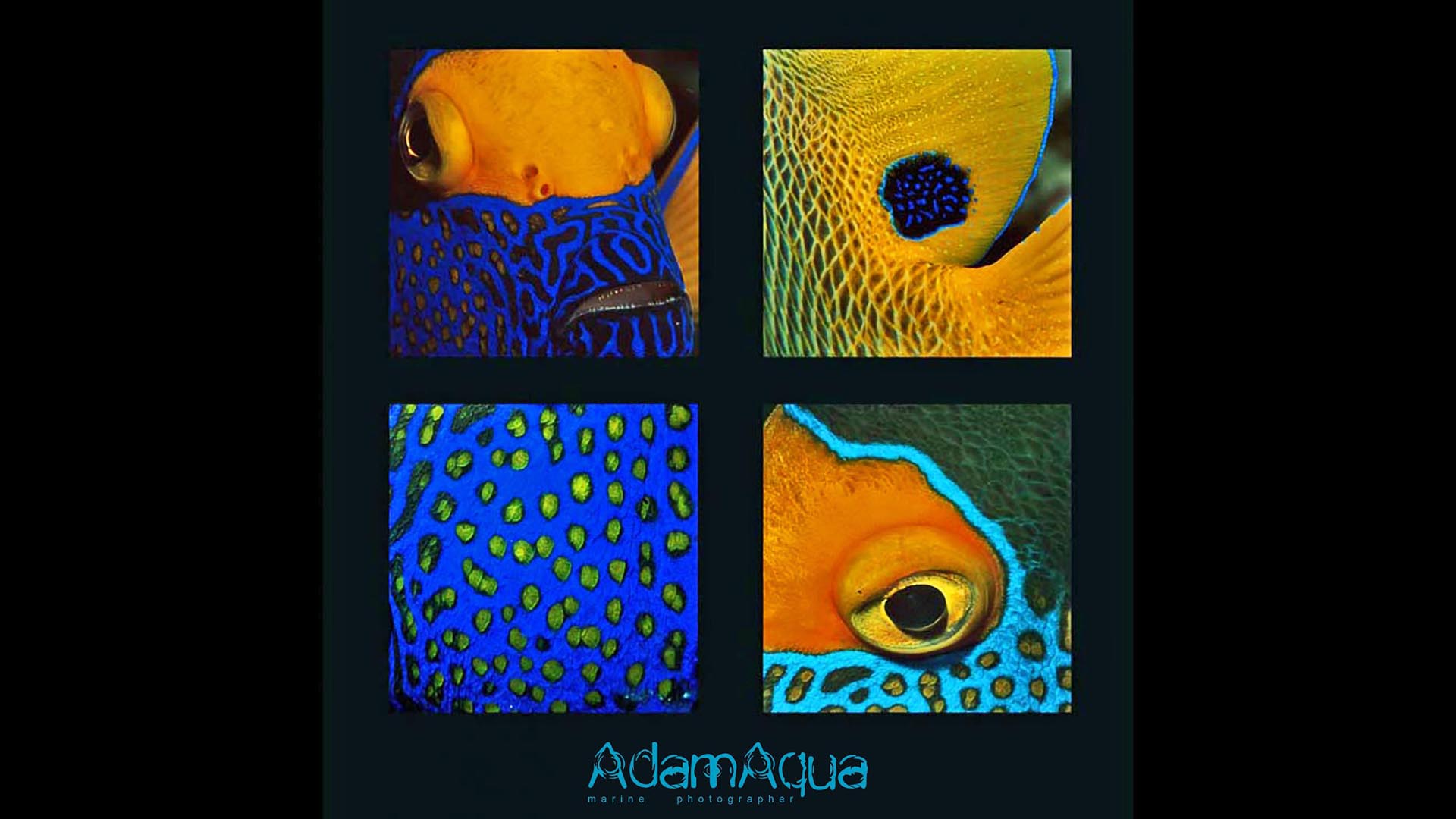 angelfish adamart.org Adam Aqua Marine Photographer