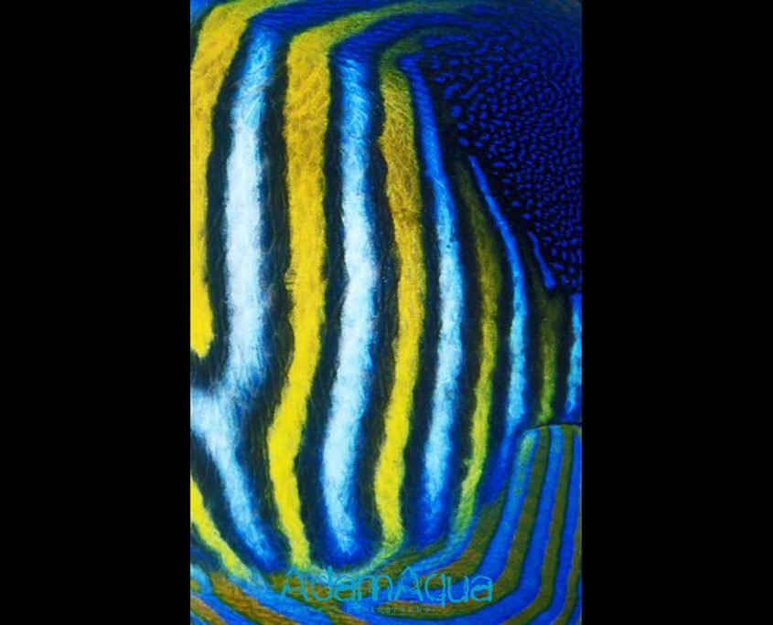 angelfish adamart.org Adam Aqua Marine Photographer