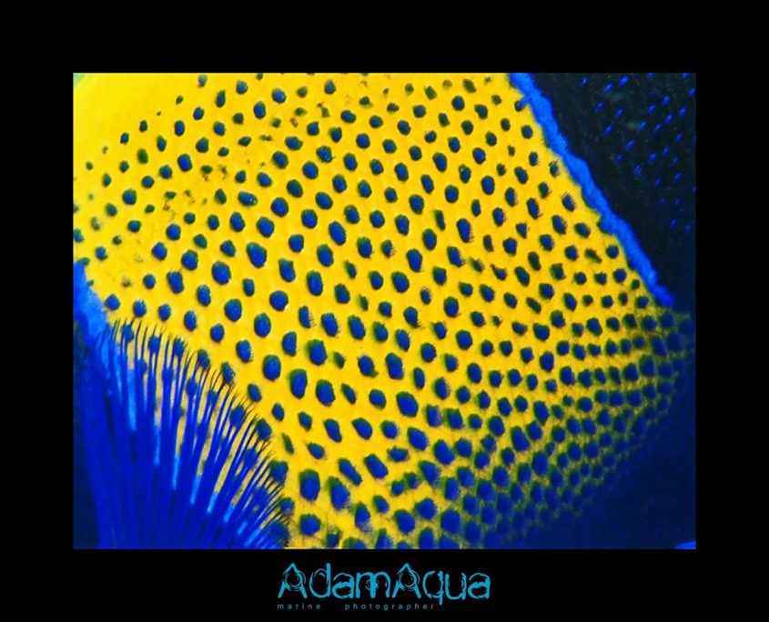 angelfish adamart.org Adam Aqua Marine Photographer