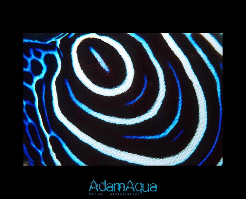angelfish adamart.org Adam Aqua Marine Photographer