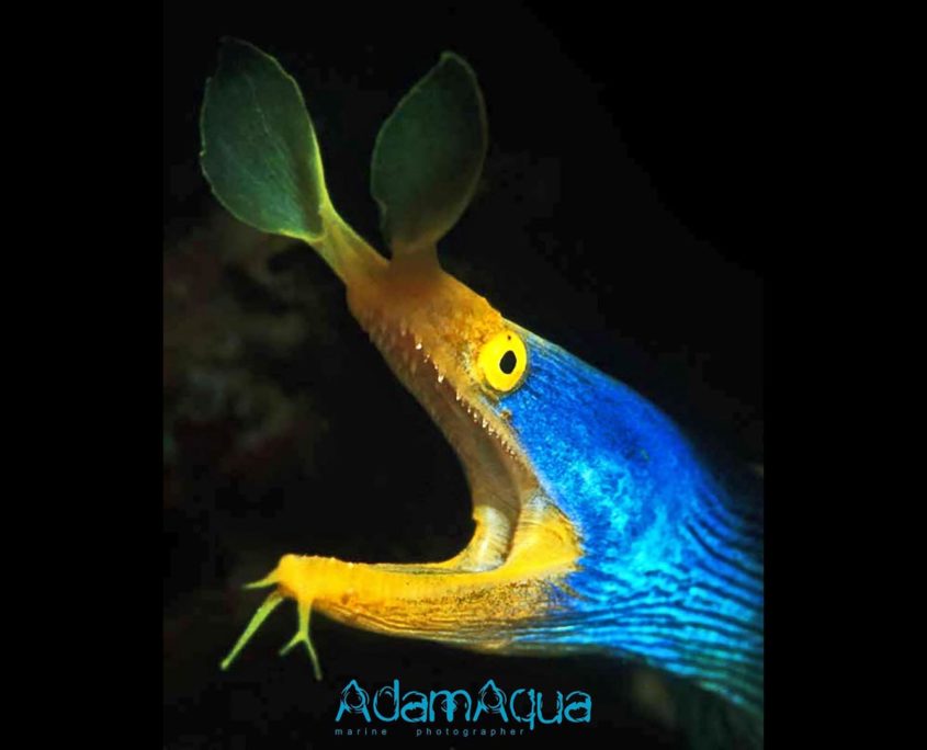 blue ribon eel adamart.org Adam Aqua Marine Photographer