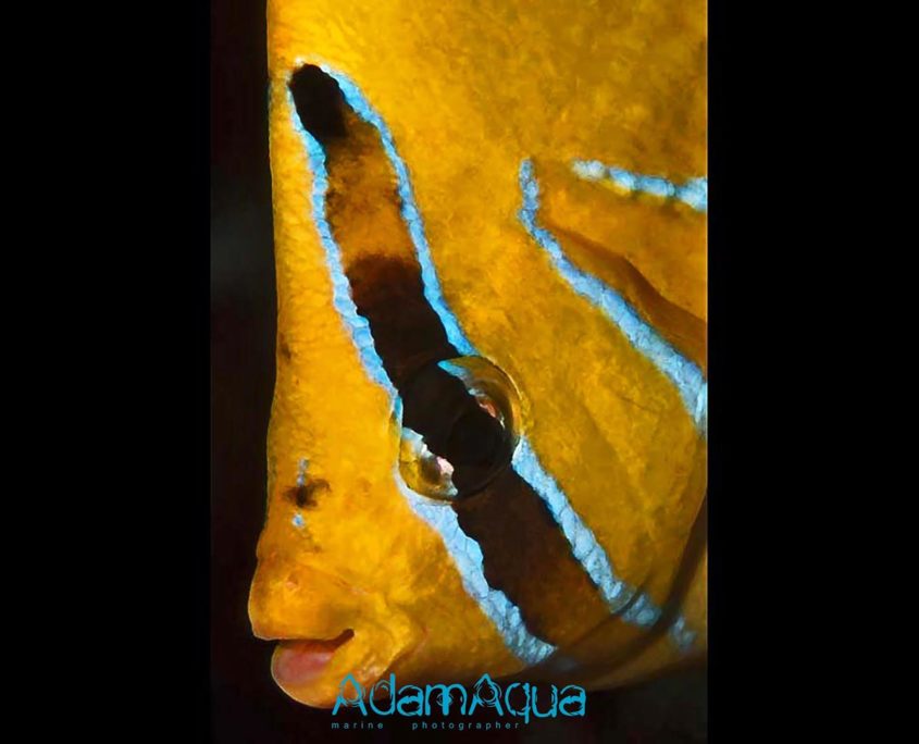 butterflyfish adamart.org Adam Aqua Marine Photographer