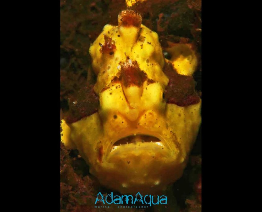 clown frogfish adamart.org Adam Aqua Marine Photographer