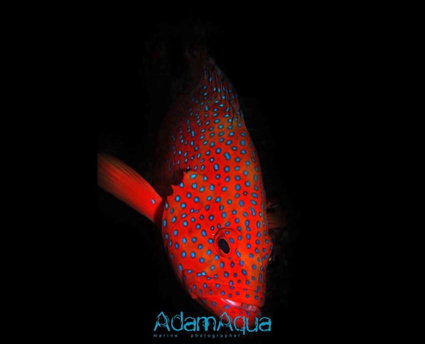 coral grouper adamart.org Adam Aqua Marine Photographer
