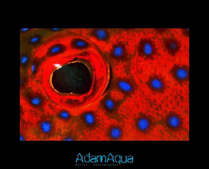 coral grouper adamart.org Adam Aqua Marine Photographer