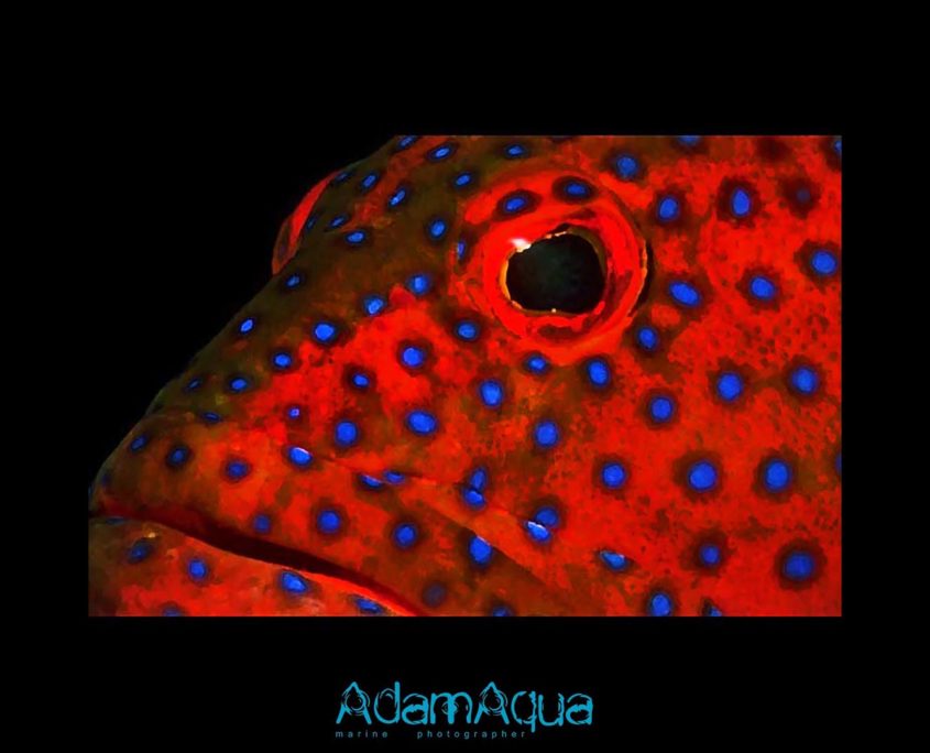 coral grouper adamart.org Adam Aqua Marine Photographer