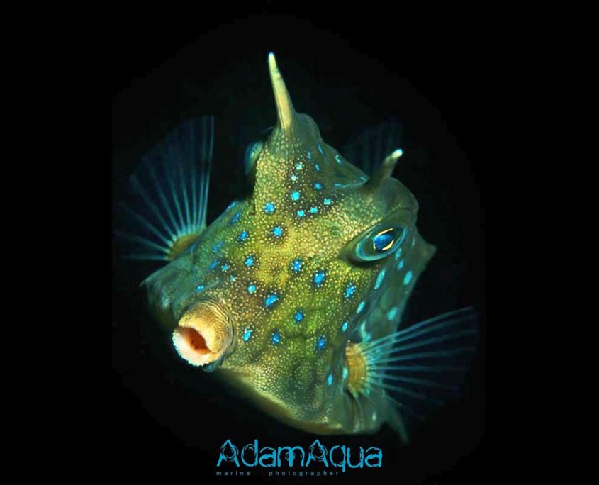 cowfish adamart.org Adam Aqua Marine Photographer