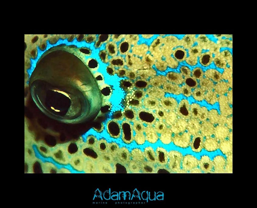 filefish adamart.org Adam Aqua Marine Photographer
