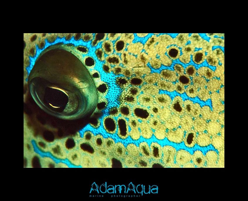 filefish adamart.org Adam Aqua Marine Photographer
