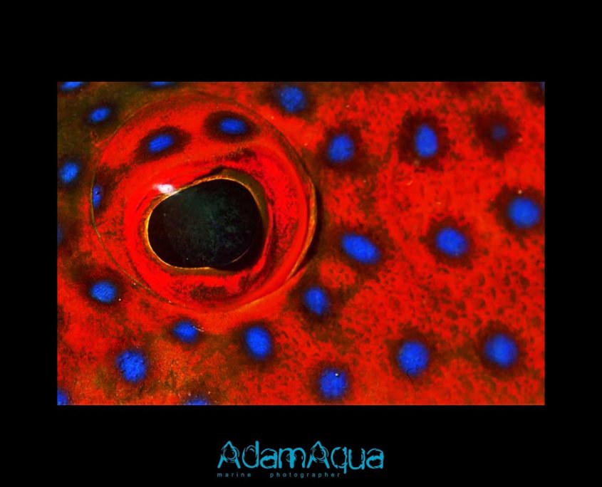 grouper adamart.org Adam Aqua Marine Photographer