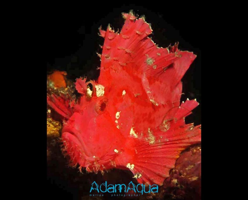 leaf scorpianfish adamart.org Adam Aqua Marine Photographer