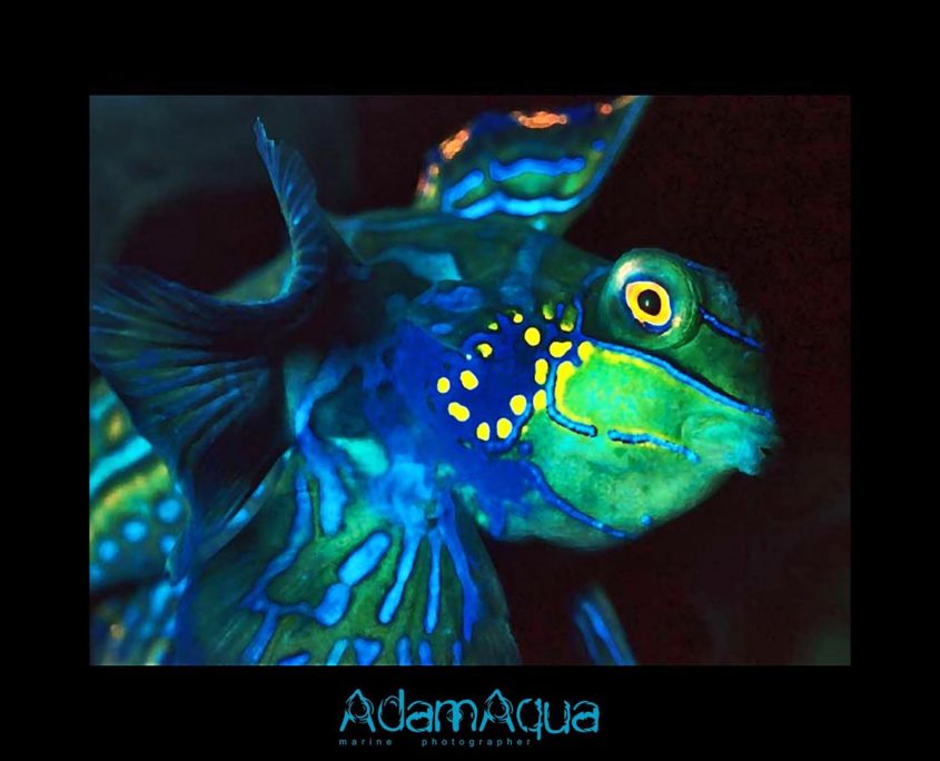 mandarin fish adamart.org Adam Aqua Marine Photographer