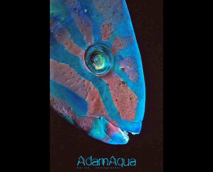 wrasse adamart.org Adam Aqua Marine Photographer