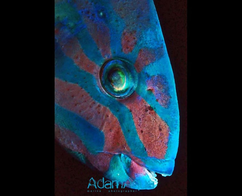 moon wrasse adamart.org Adam Aqua Marine Photographer