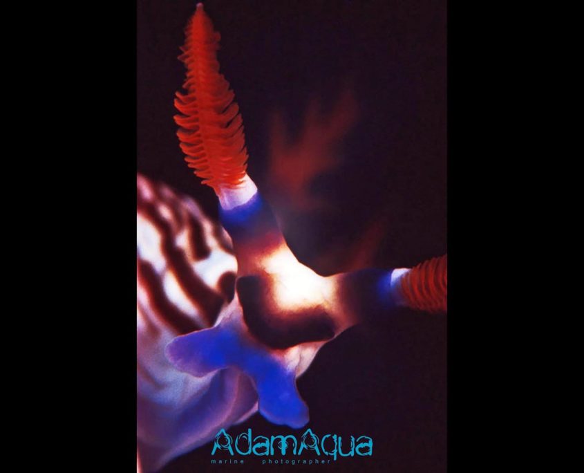 nembroth nudibranch adamart.org Adam Aqua Marine Photographer