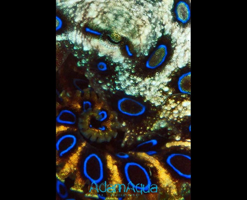 octopus blueringed adamart.org Adam Aqua Marine Photographer