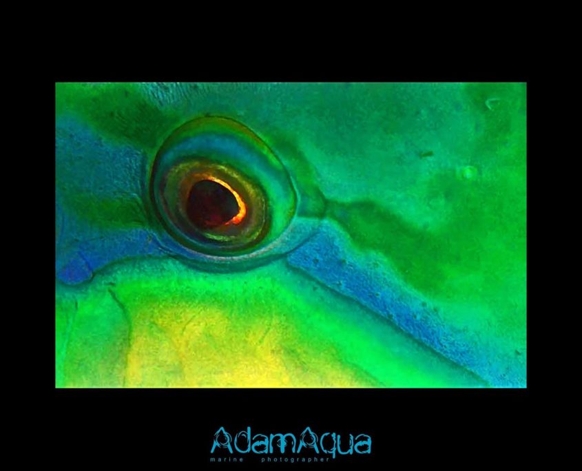parrotfish adamart.org Adam Aqua Marine Photographer