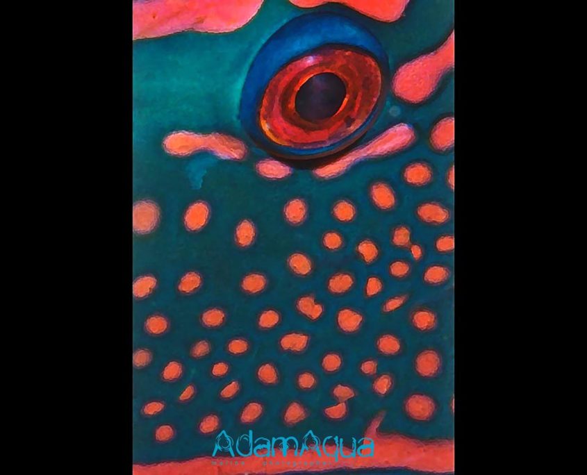 parrotfish adamart.org Adam Aqua Marine Photographer