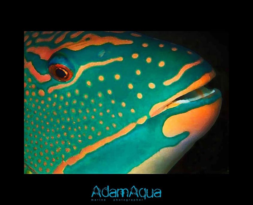 parrotfish adamart.org Adam Aqua Marine Photographer