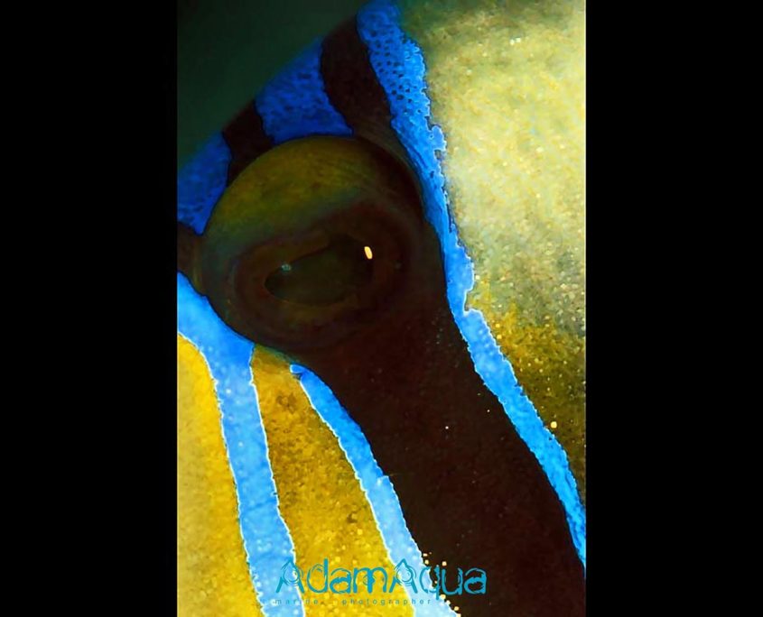 triggerfish adamart.org Adam Aqua Marine Photographer