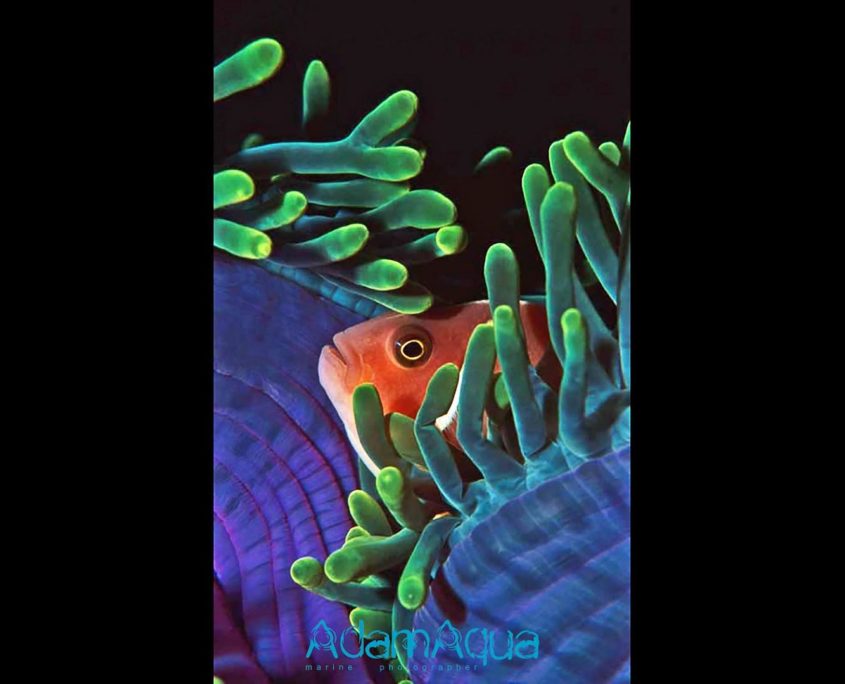 anemonefish adamart.org Adam Aqua Marine Photographer
