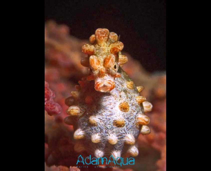 pygmy seahorse adamart.org Adam Aqua Marine Photographer