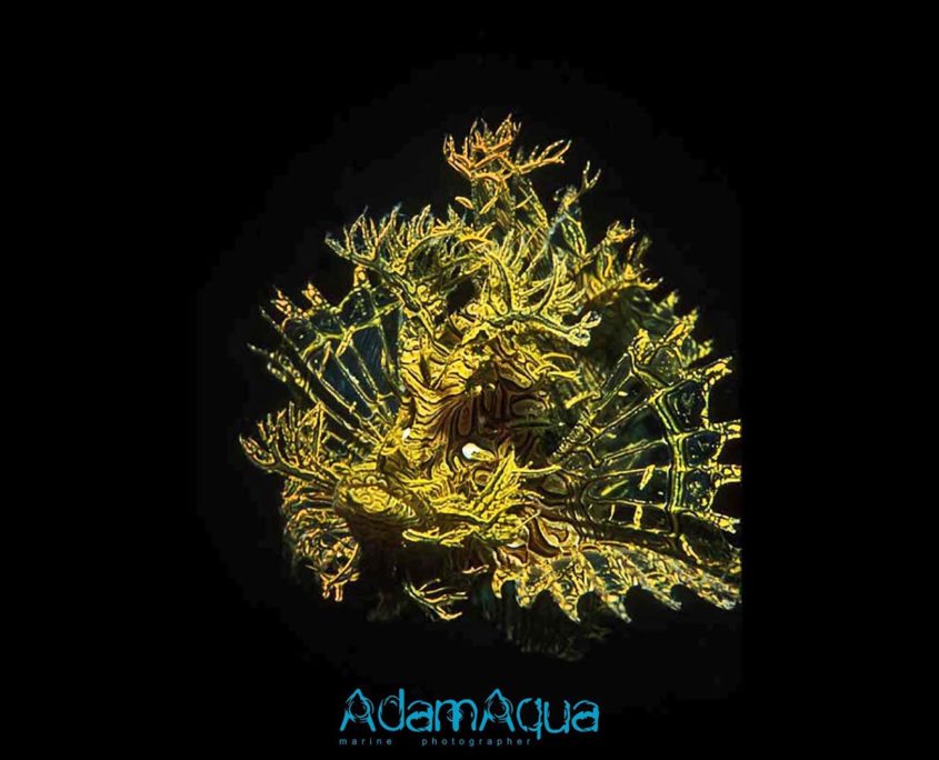 rhinopias scorpianfish adamart.org Adam Aqua Marine Photographer