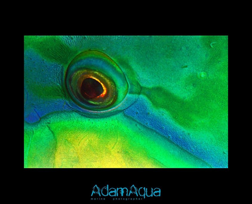 adamart.org Adam Aqua Marine Photographer