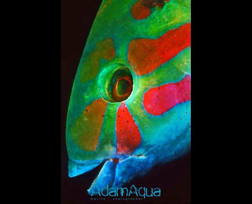 wrasse adamart.org Adam Aqua Marine Photographer