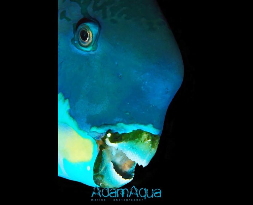 steephead parrotfish adamart.org Adam Aqua Marine Photographer