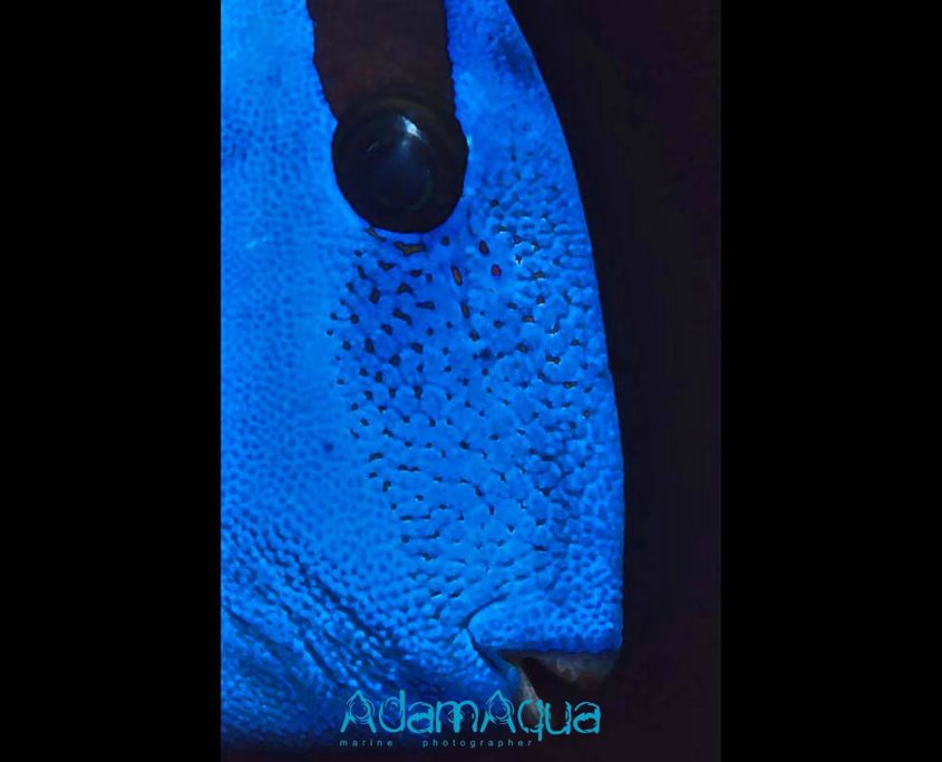 surgeonfish adamart.org Adam Aqua Marine Photographer