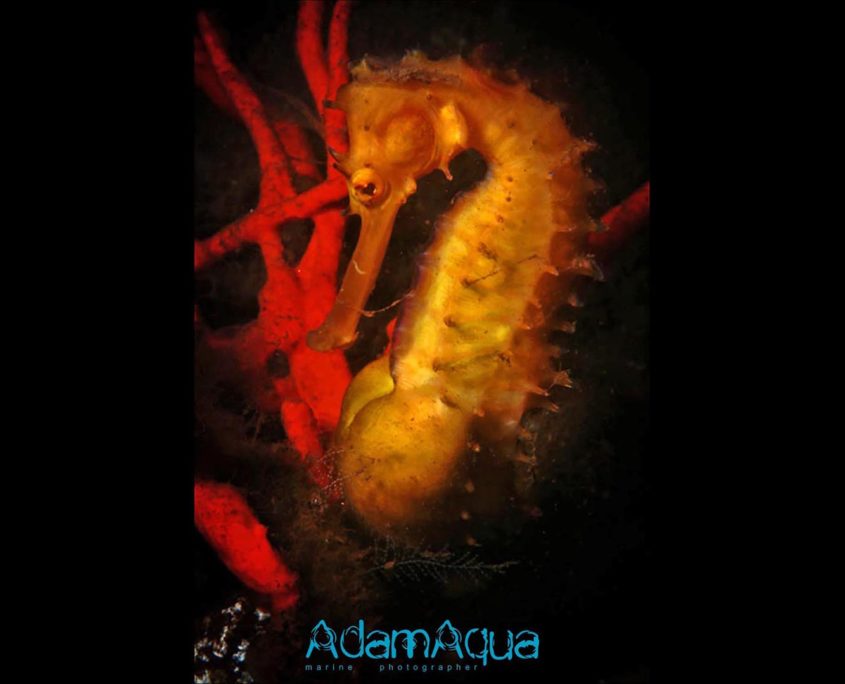 thorny seahorse adamart.org Adam Aqua Marine Photographer