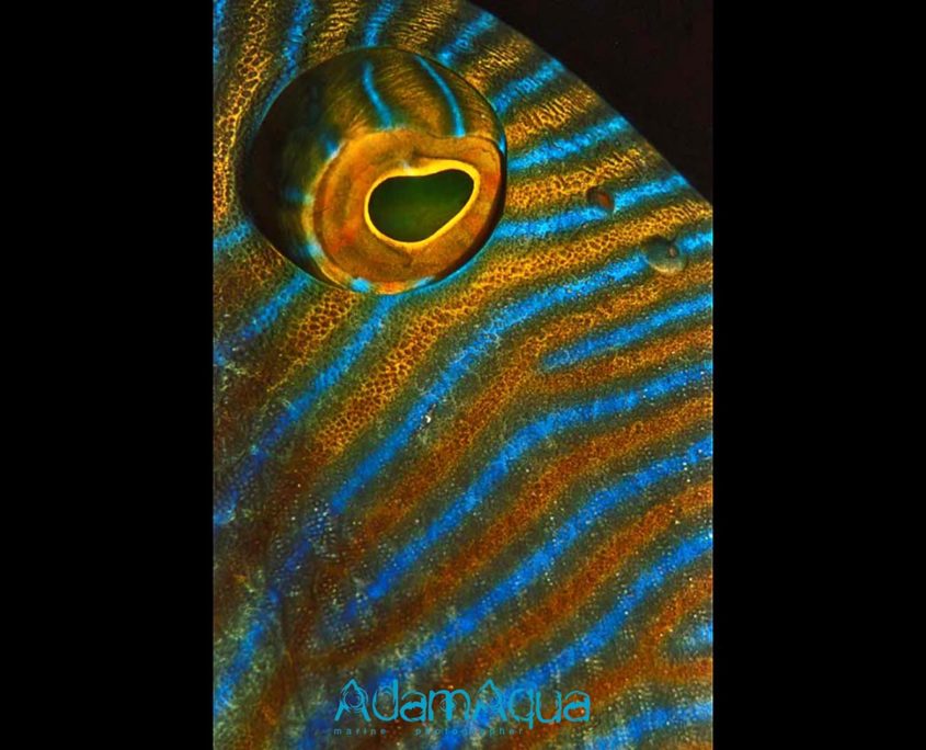 trigerfish adamart.org Adam Aqua Marine Photographer