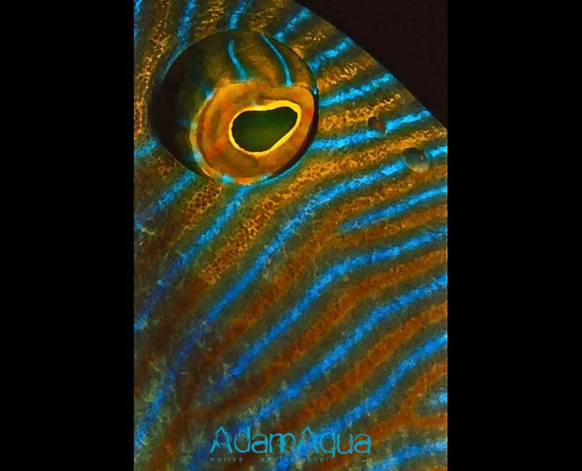 triggerfish adamart.org Adam Aqua Marine Photographer