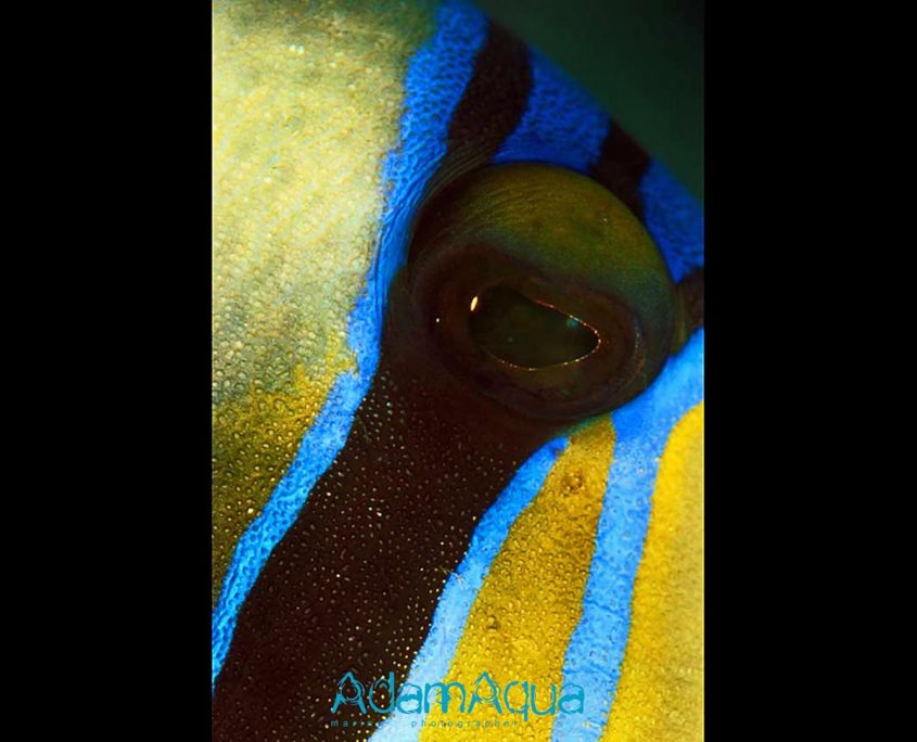 trigerfish adamart.org Adam Aqua Marine Photographer