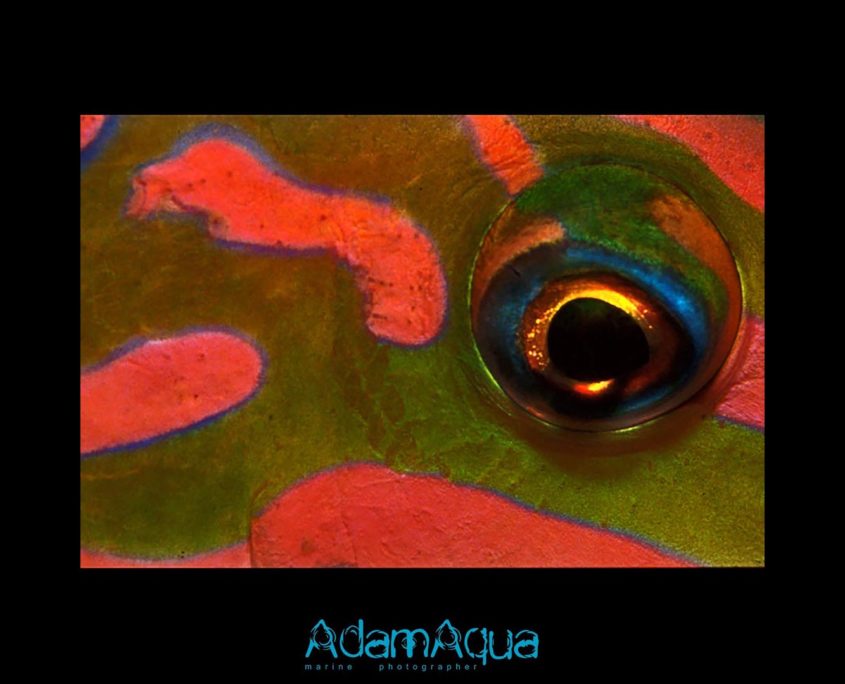 wrasse adamart.org Adam Aqua Marine Photographer