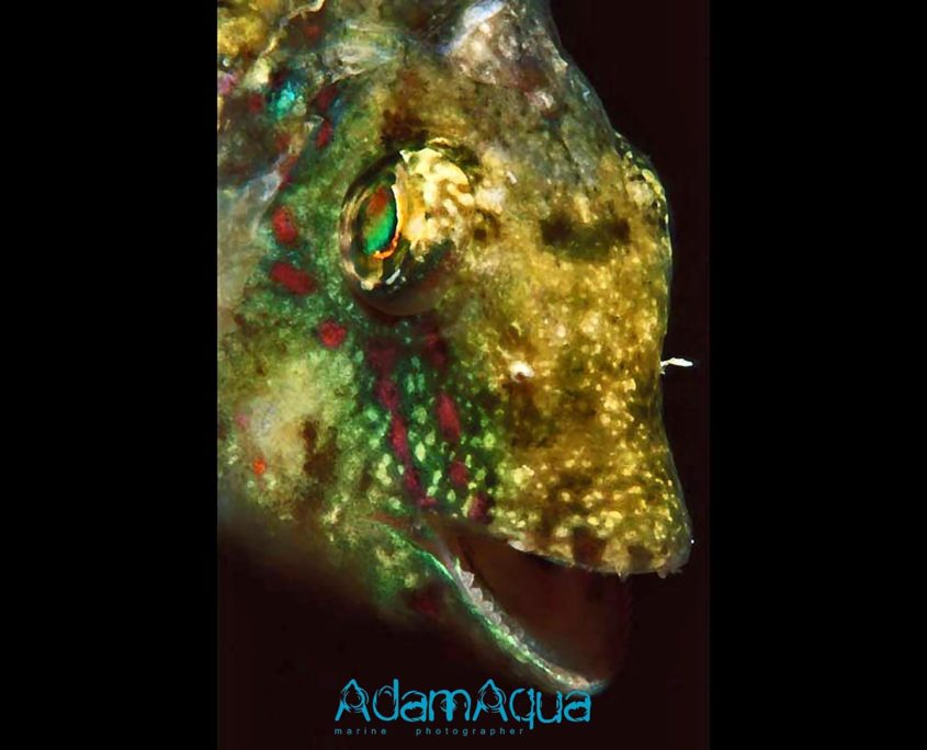 wrasse adamart.org Adam Aqua Marine Photographer