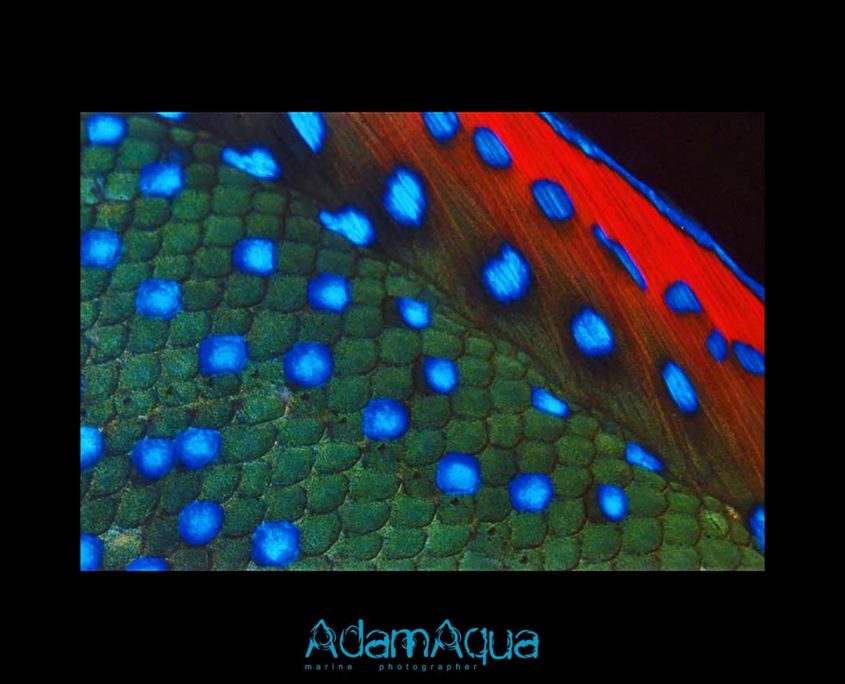 wrasse adamart.org Adam Aqua Marine Photographer